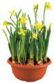 Påskeliljer Narcissus tête à tête 19 cm potte